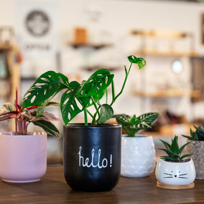Meet the Maker: Green Beginnings