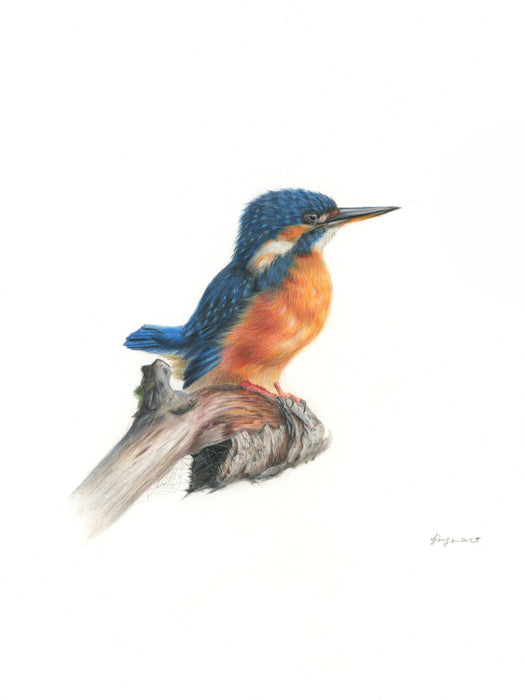 Art print - kingfisher