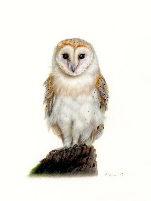 Art print - Barn Owl