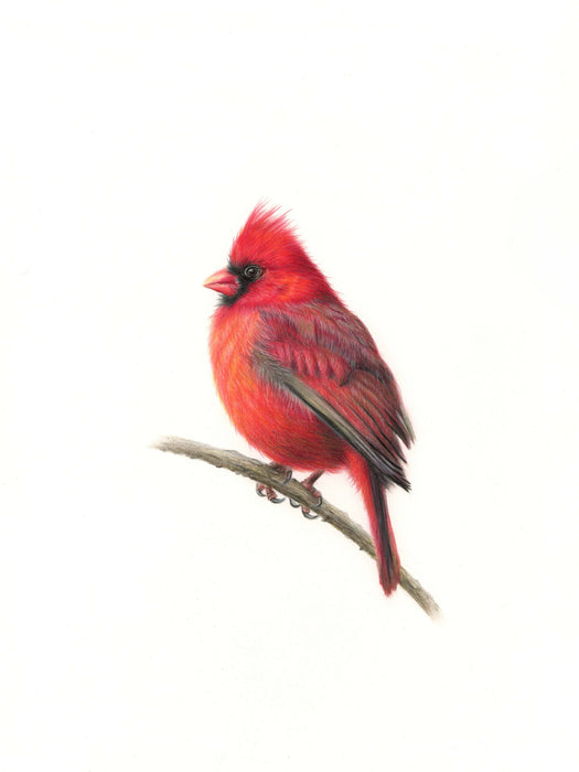 Greeting card - cardinal