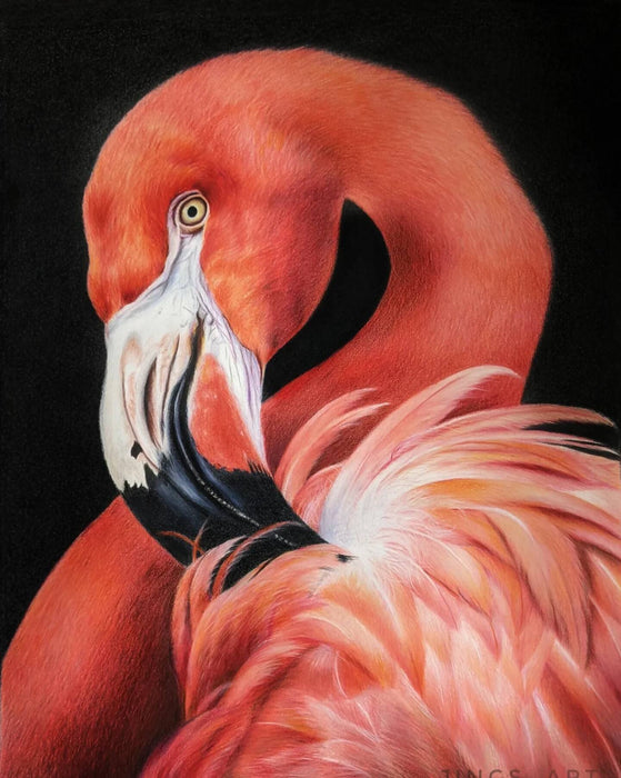 Greeting card - Flamingo