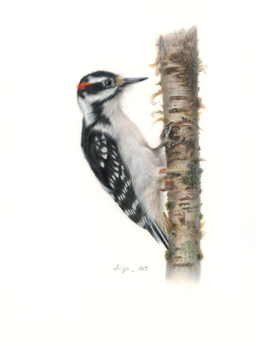 Greeting card - Woodpecker